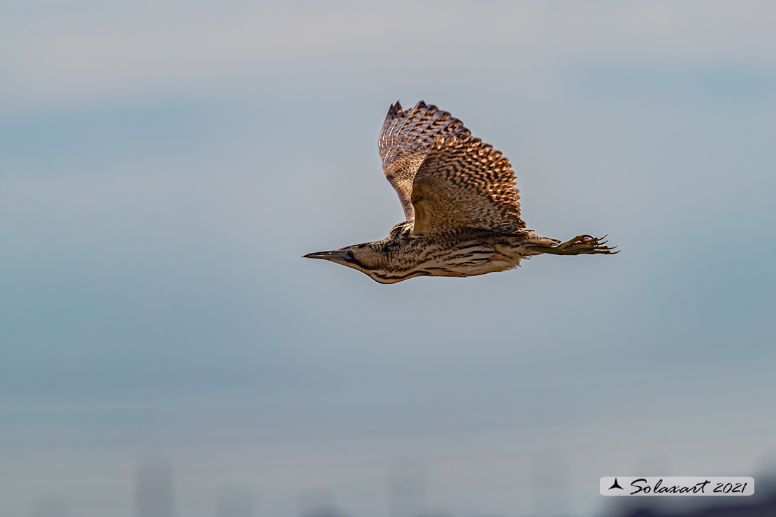 Botaurus stellaris: Tarabuso; Eurasian Bittern