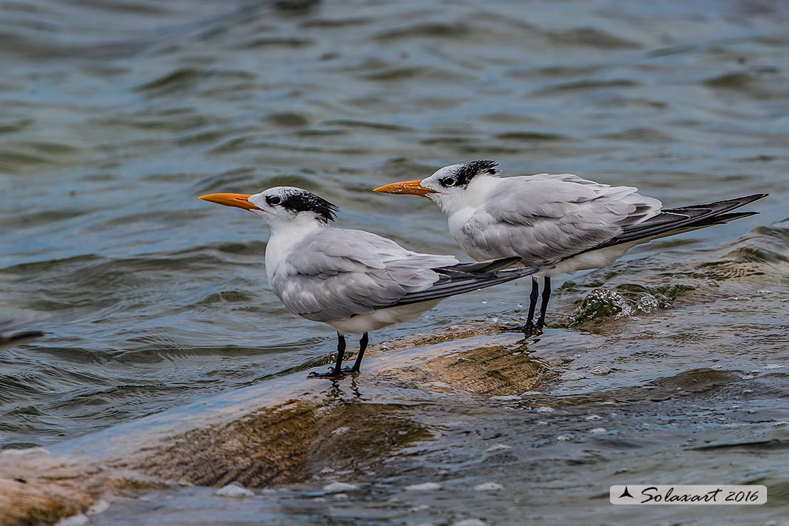 Thalasseus maximus : Sterna reale ;  Royal tern