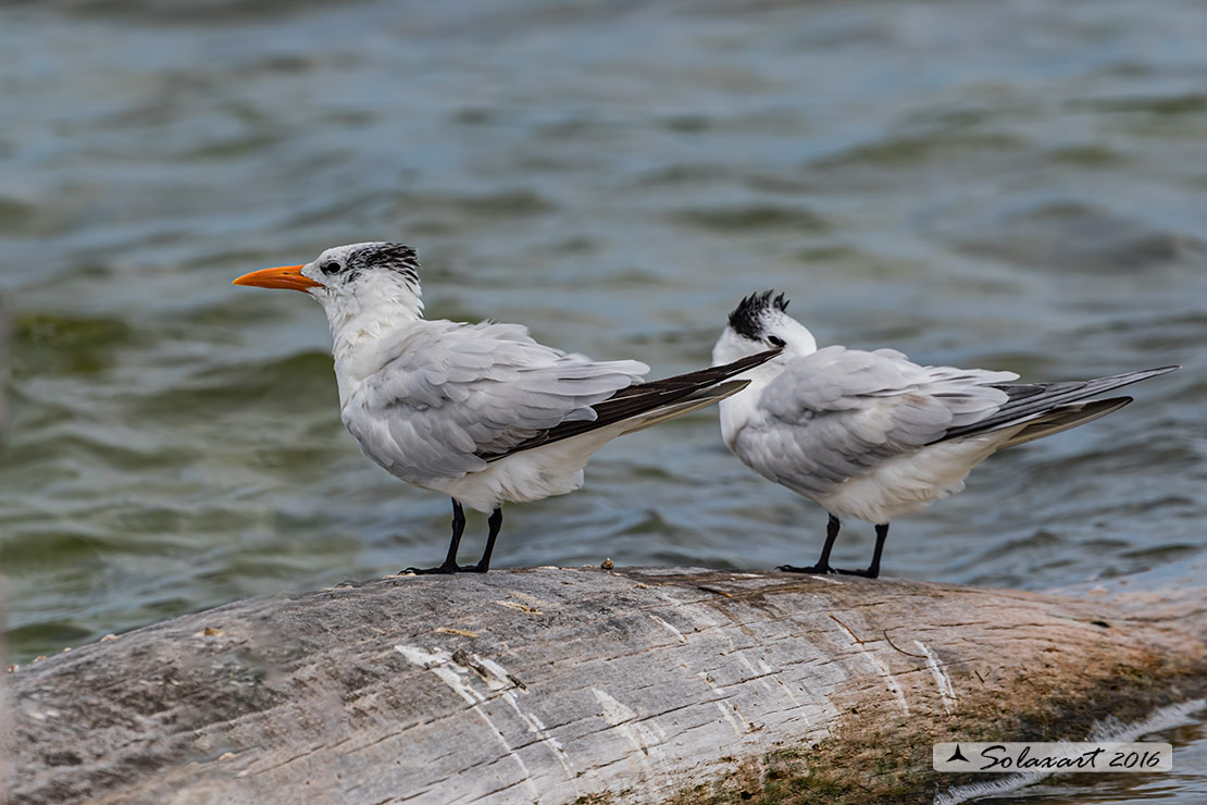 Thalasseus maximus : Sterna reale ;  Royal tern