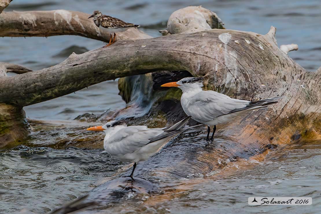 Thalasseus maximus : Sterna reale ;  Royal tern