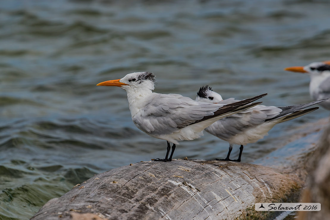 Thalasseus maximus : Sterna reale ;  Royal tern