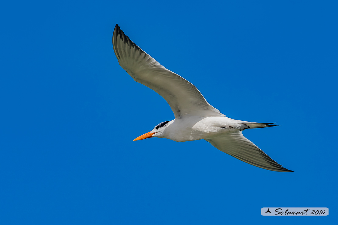 Thalasseus maximus : Sterna reale ;  Royal tern