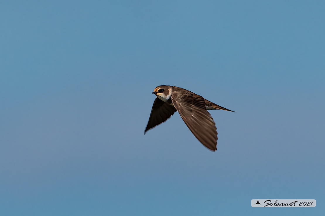 Riparia riparia, Topino o Rondine riparia, Sand martin 