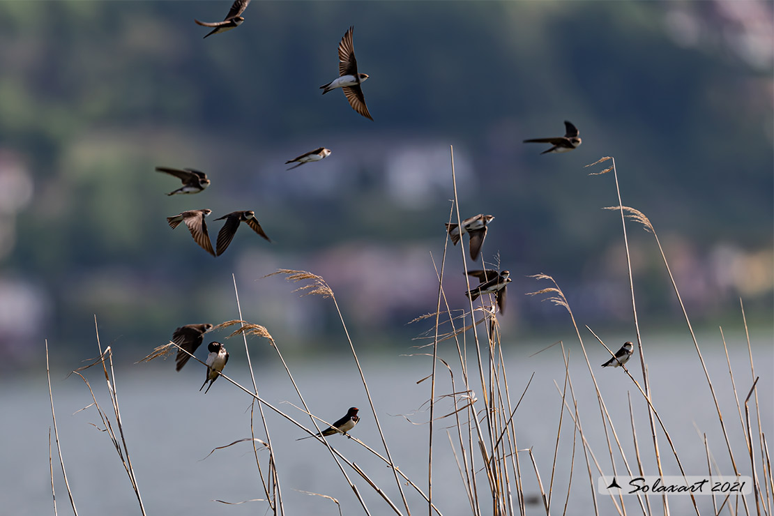 Riparia riparia, Topino o Rondine riparia, Sand martin 