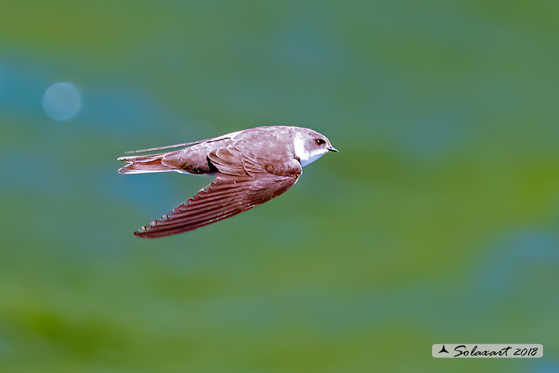 Riparia riparia, Topino o Rondine riparia, Sand martin 