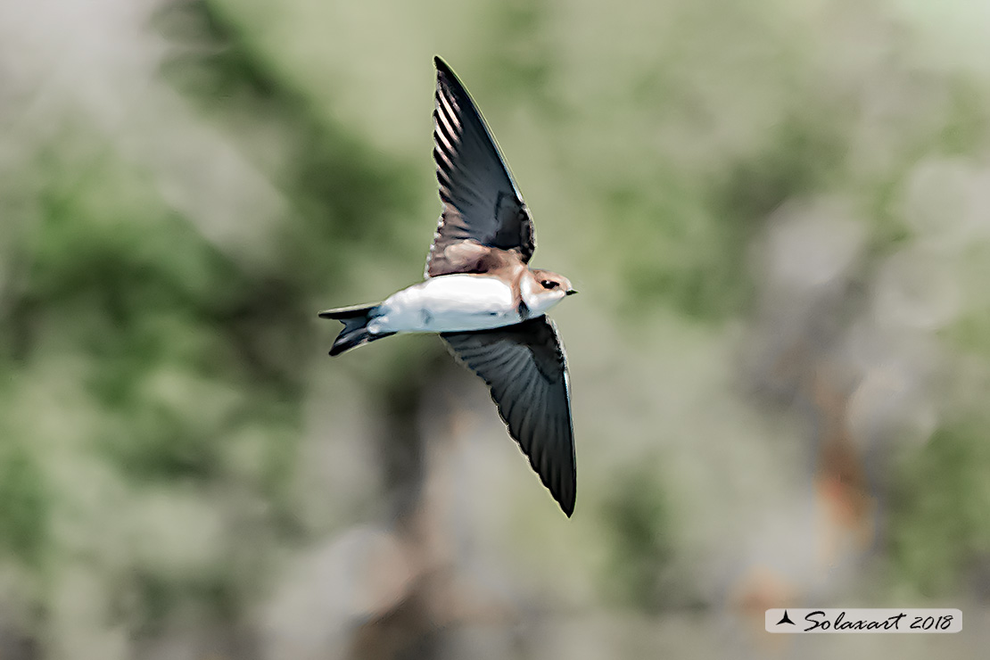 Riparia riparia, Topino o Rondine riparia, Sand martin 