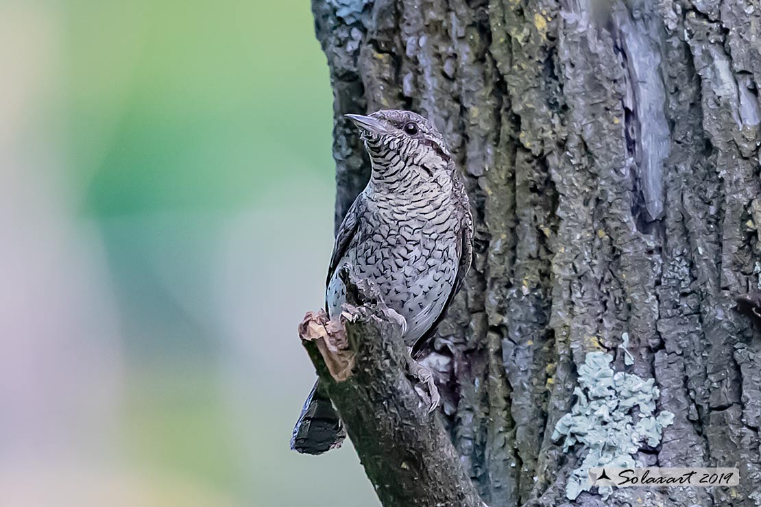 Torcicollo; Eurasian wryneck; Jynx torquilla