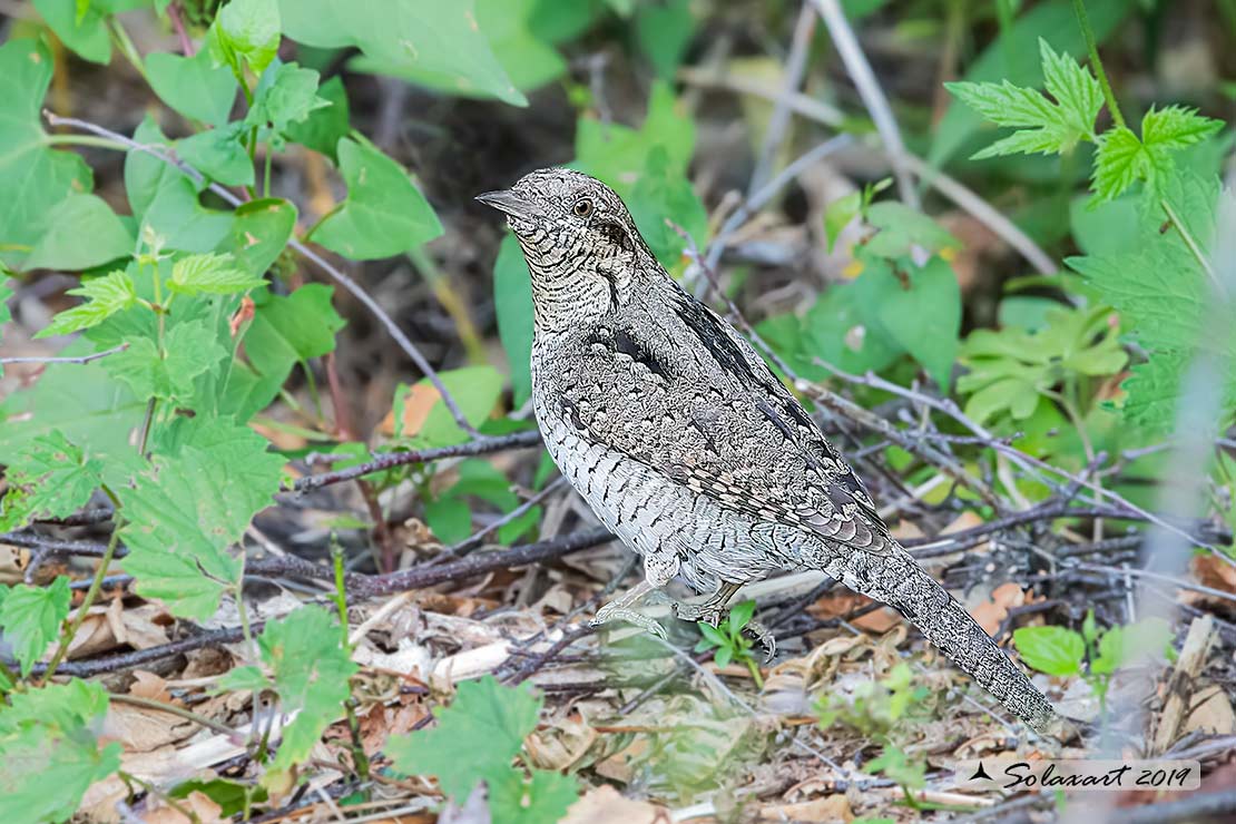 Torcicollo; Eurasian wryneck; Jynx torquilla