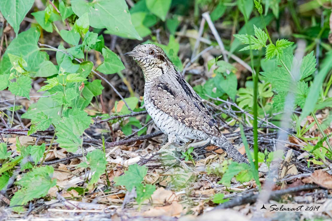 Torcicollo; Eurasian wryneck; Jynx torquilla