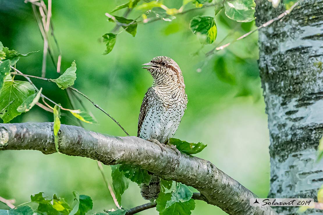 Torcicollo; Eurasian wryneck; Jynx torquilla