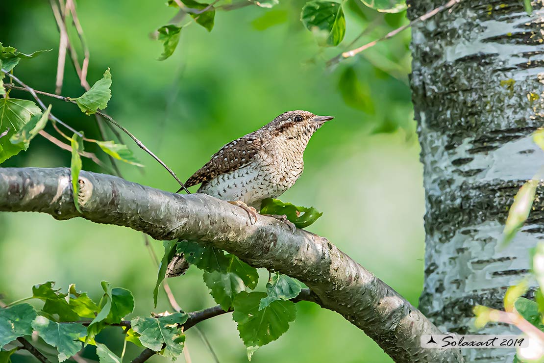 Torcicollo; Eurasian wryneck; Jynx torquilla