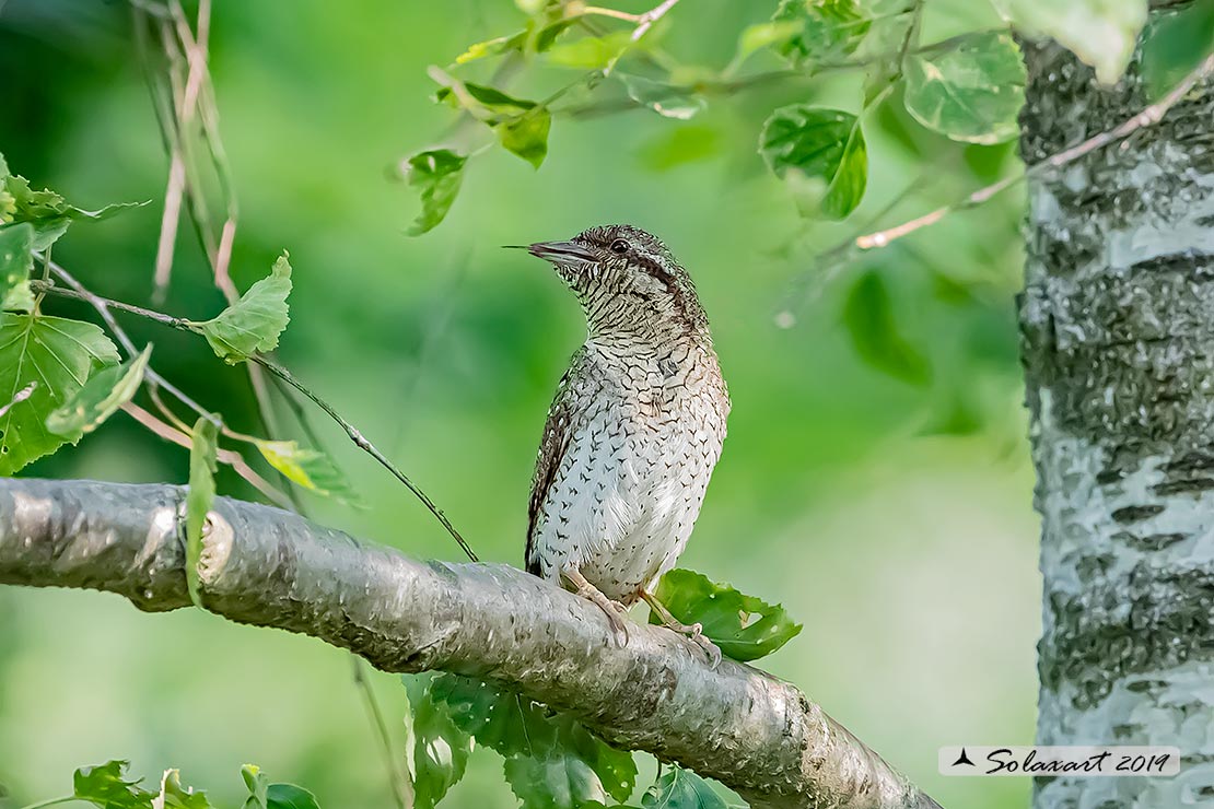 Torcicollo; Eurasian wryneck; Jynx torquilla