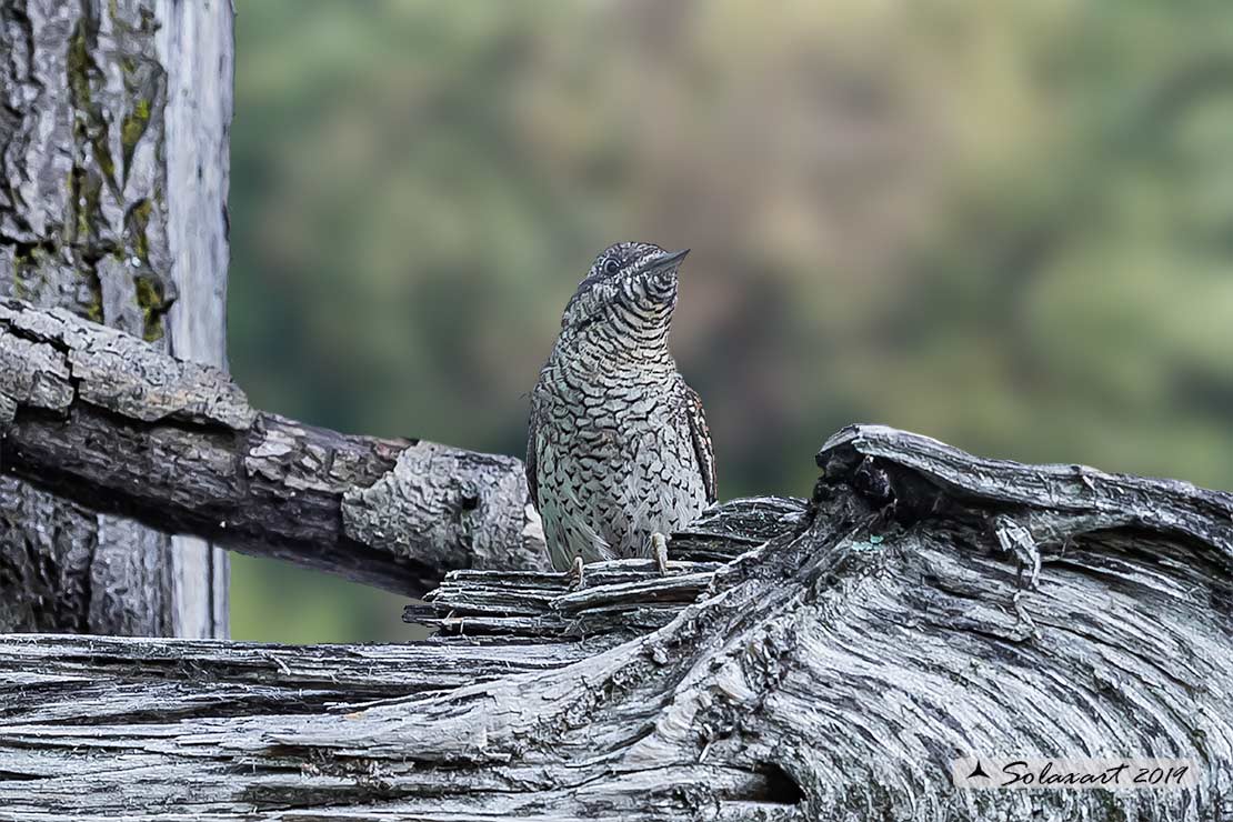 Torcicollo; Eurasian wryneck; Jynx torquilla