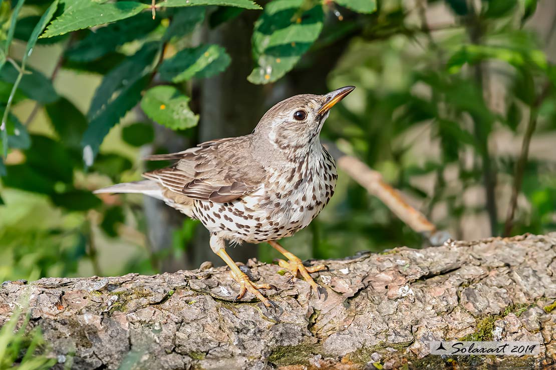 Turdus viscivorus: Tordela; Mistle thrush