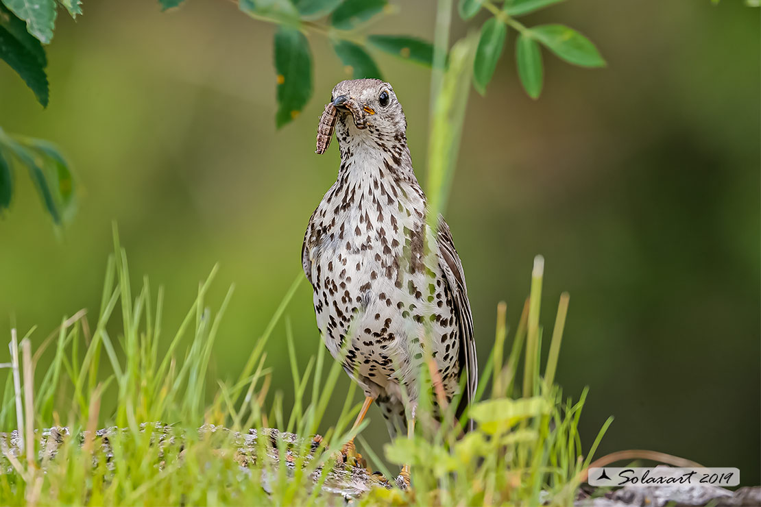 Turdus viscivorus: Tordela; Mistle thrush