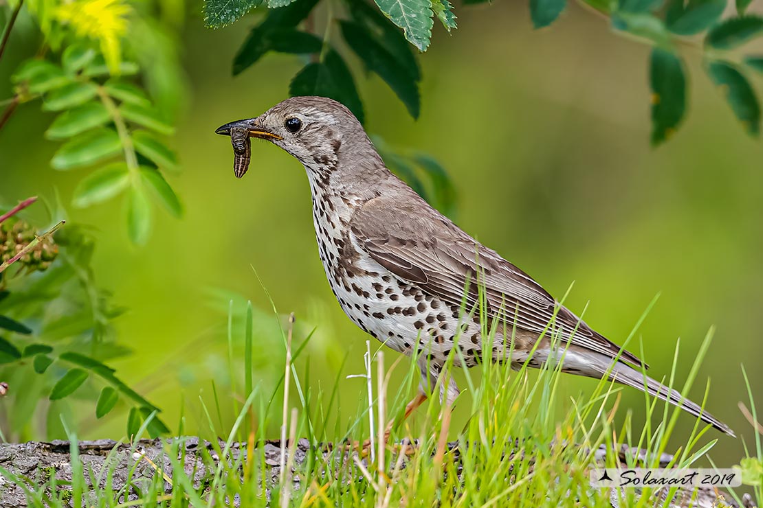 Turdus viscivorus: Tordela; Mistle thrush