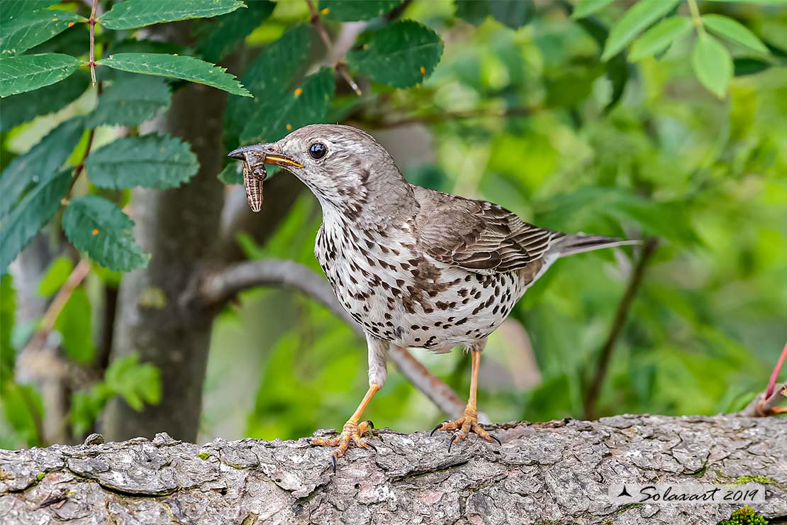 Turdus viscivorus: Tordela; Mistle thrush