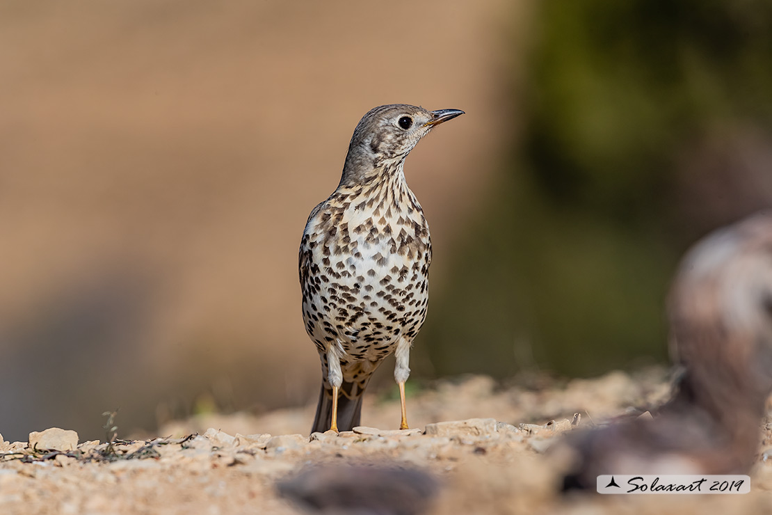 Turdus viscivorus: Tordela; Mistle thrush