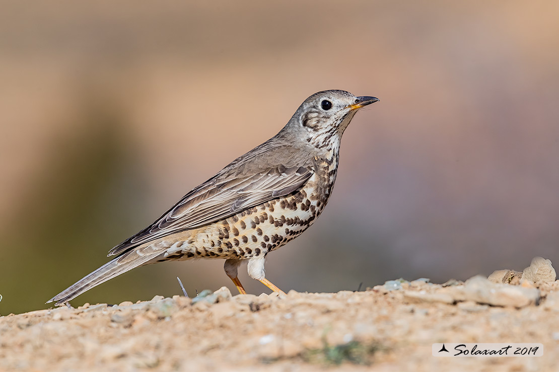 Turdus viscivorus: Tordela; Mistle thrush