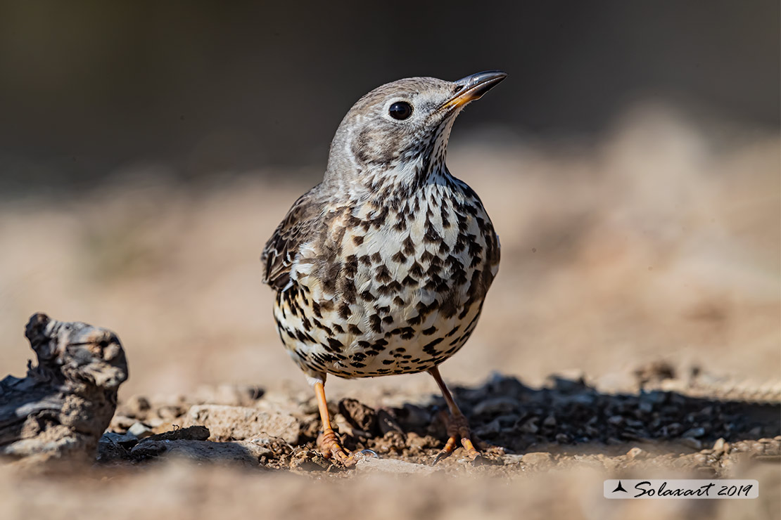 Turdus viscivorus: Tordela; Mistle thrush