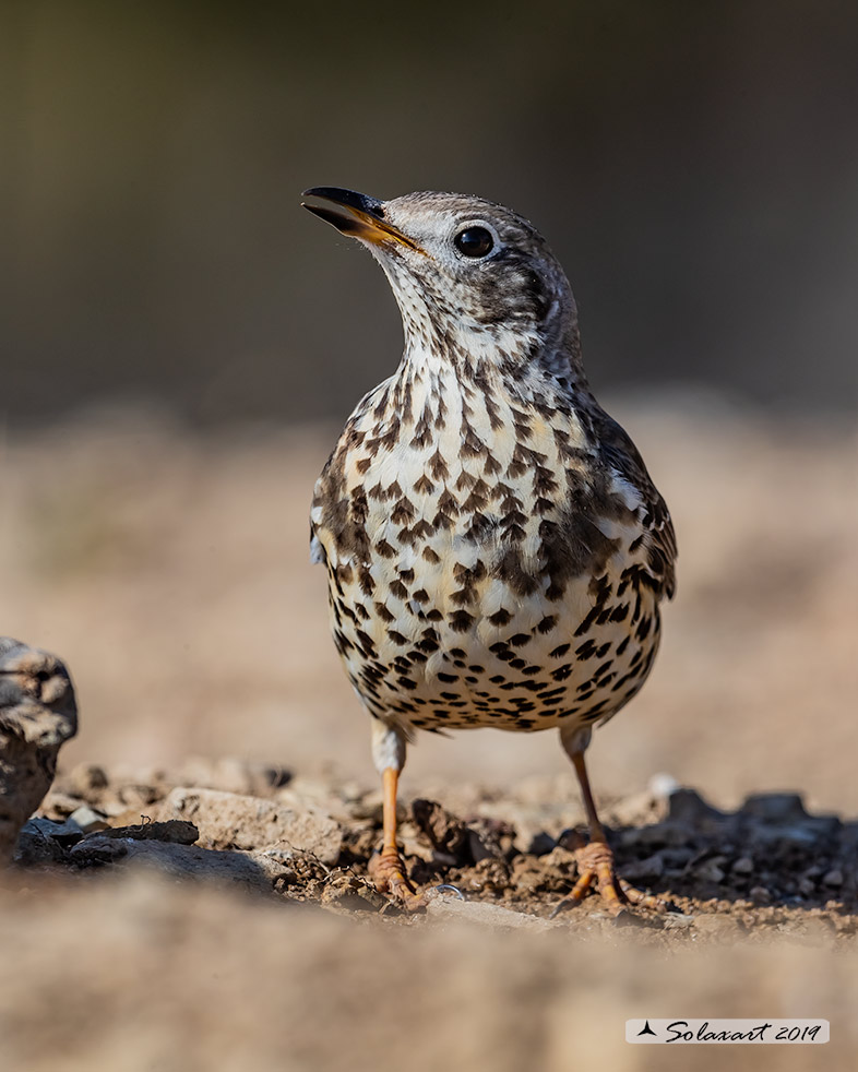 Turdus viscivorus: Tordela; Mistle thrush