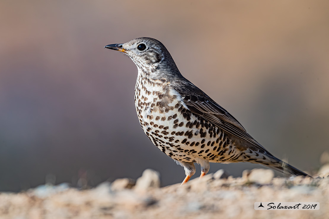 Turdus viscivorus: Tordela; Mistle thrush