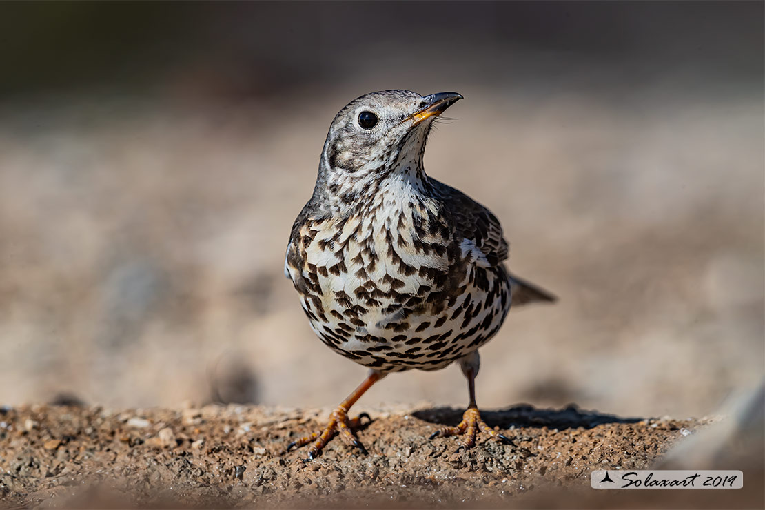 Turdus viscivorus: Tordela; Mistle thrush