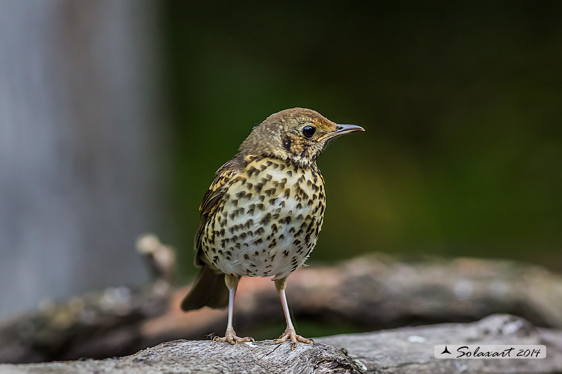 Turdus philomelos: Tordo bottacio; Song thrush