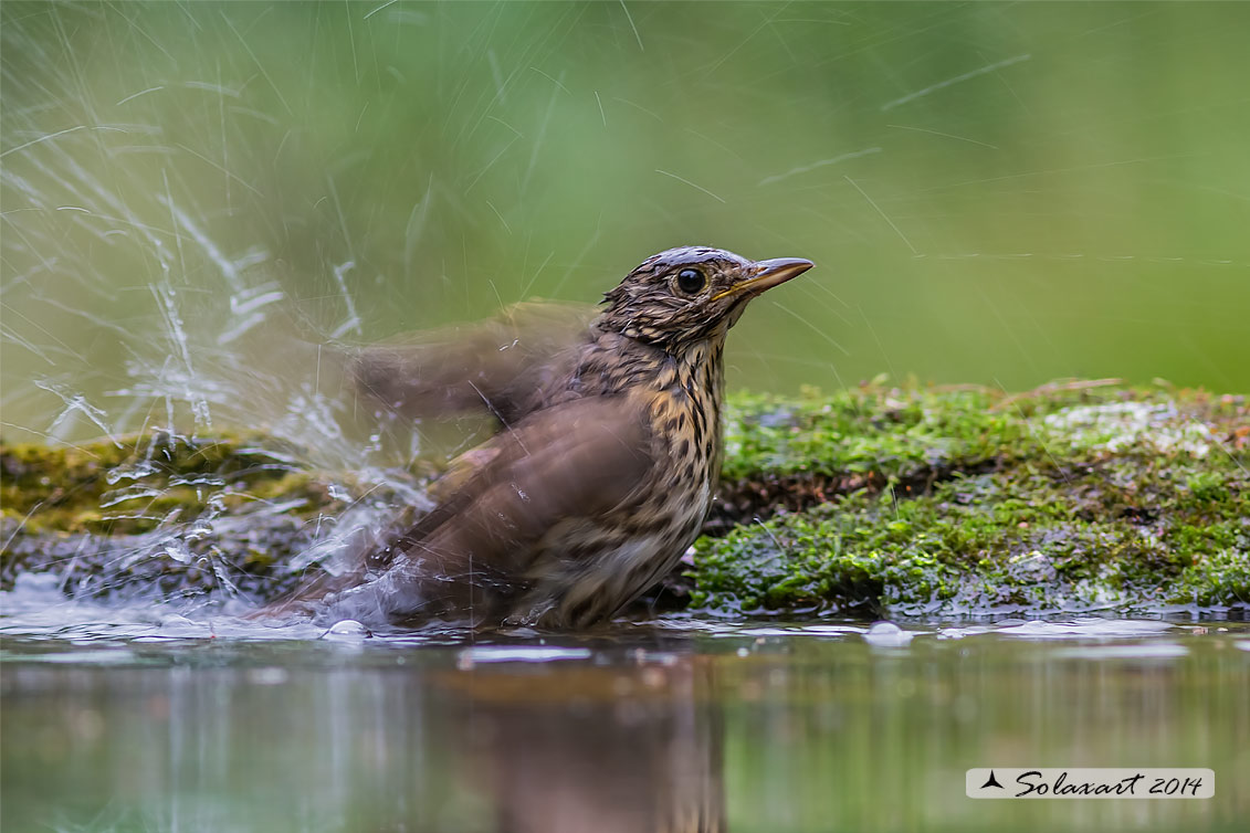 Turdus philomelos: Tordo bottacio; Song thrush