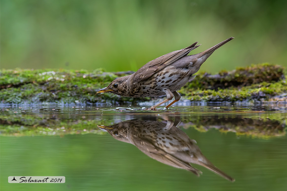 Turdus philomelos: Tordo bottacio; Song thrush