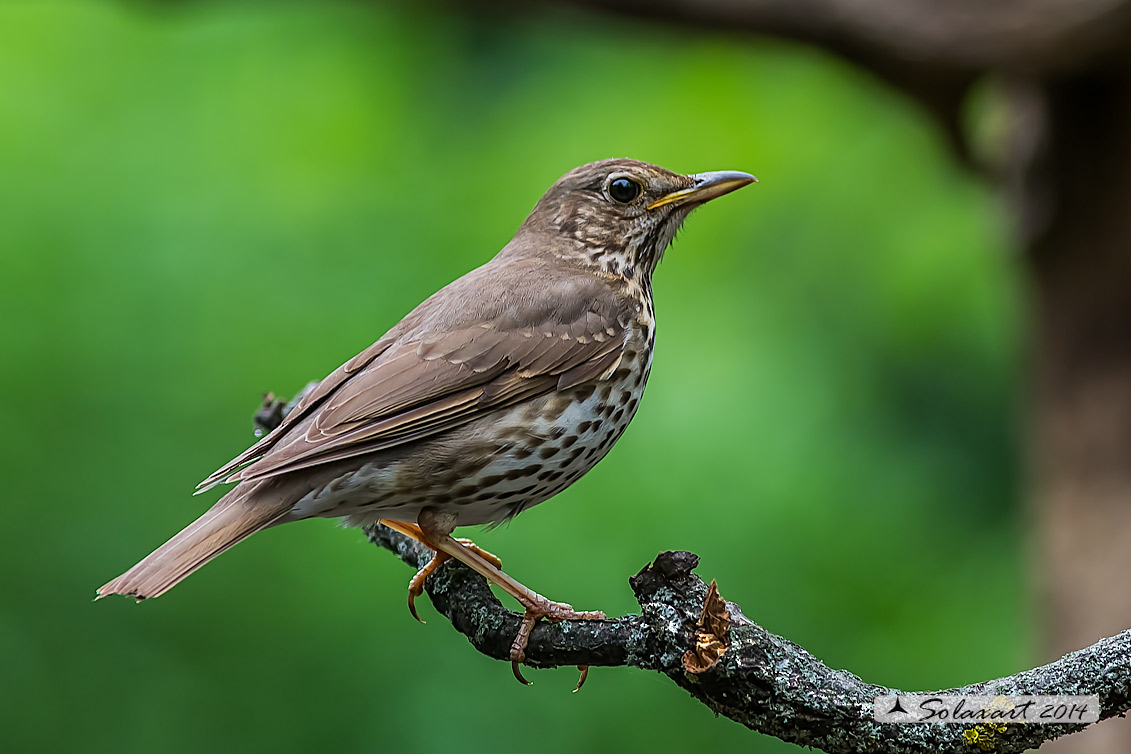Turdus philomelos: Tordo bottacio; Song thrush