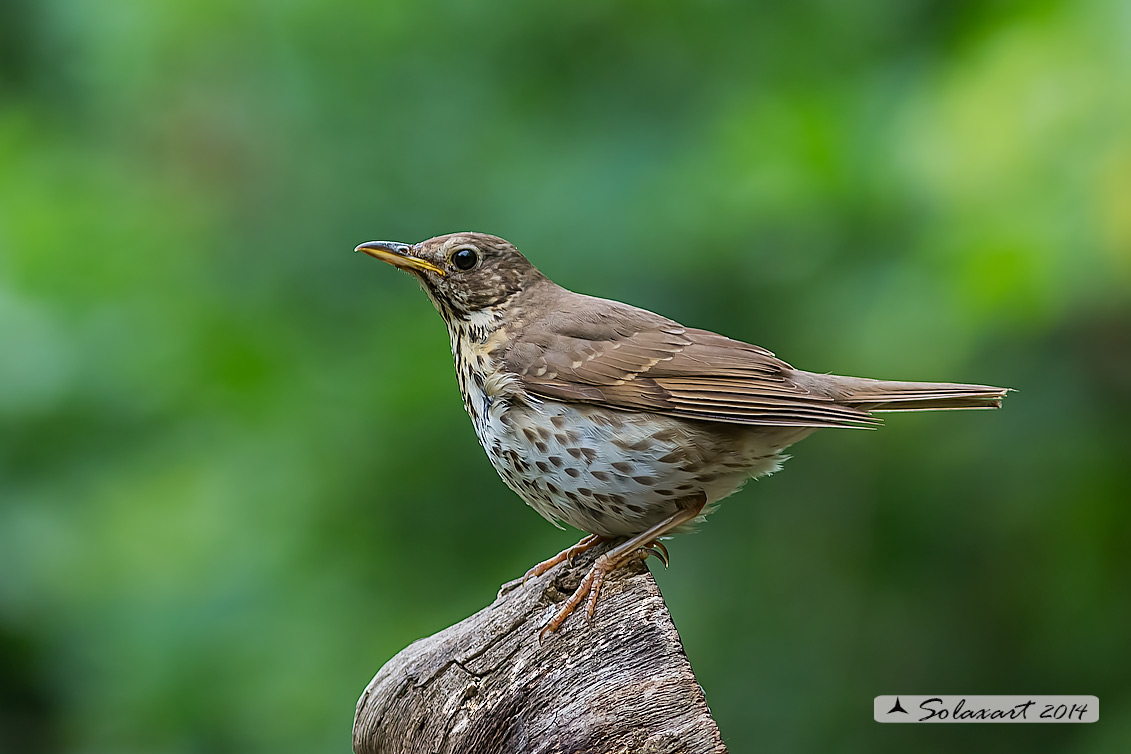 Turdus philomelos: Tordo bottacio; Song thrush