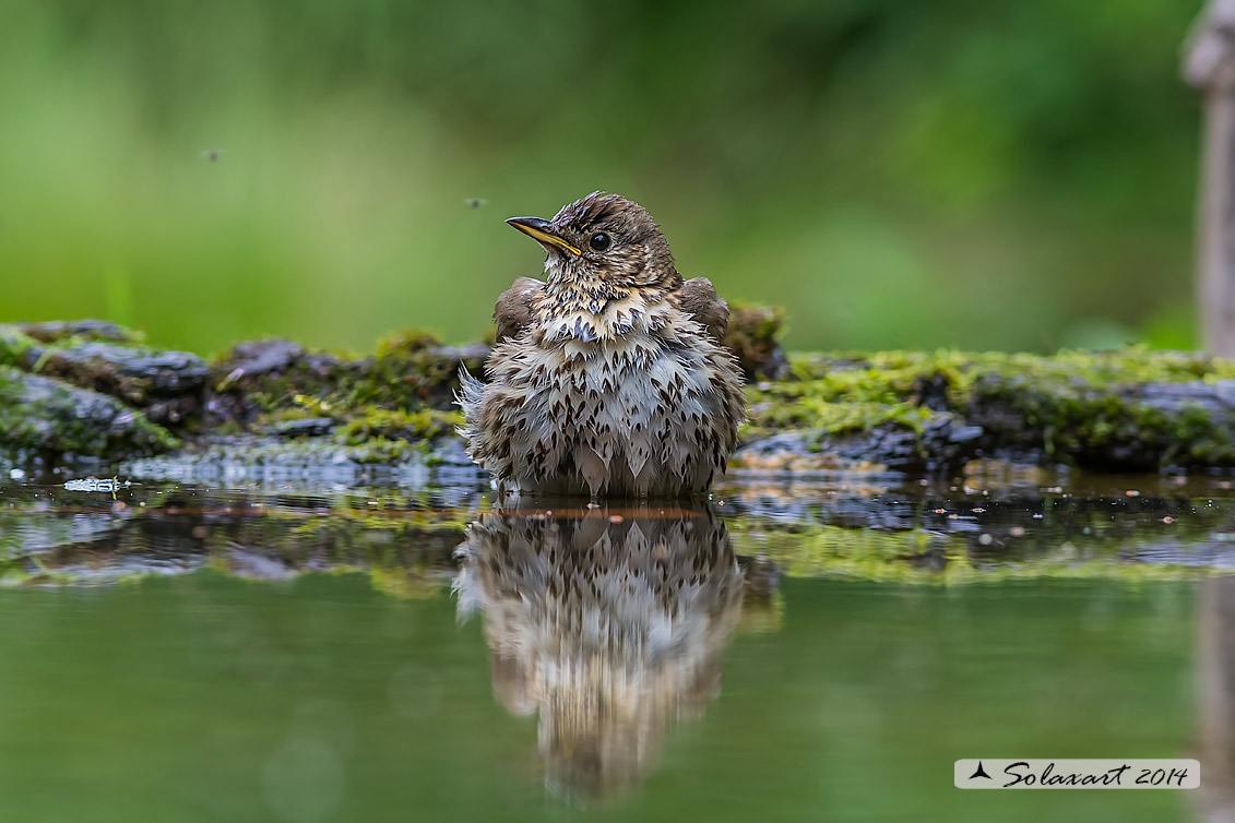 Turdus philomelos: Tordo bottacio; Song thrush