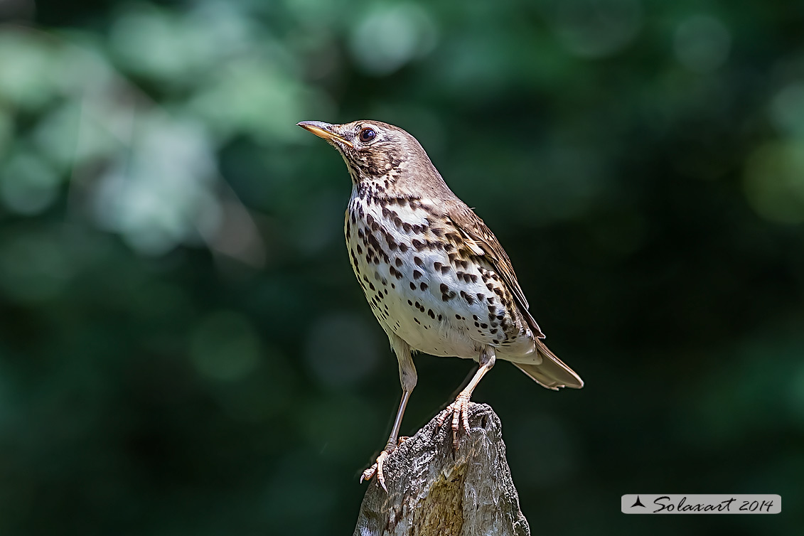 Turdus philomelos: Tordo bottacio; Song thrush