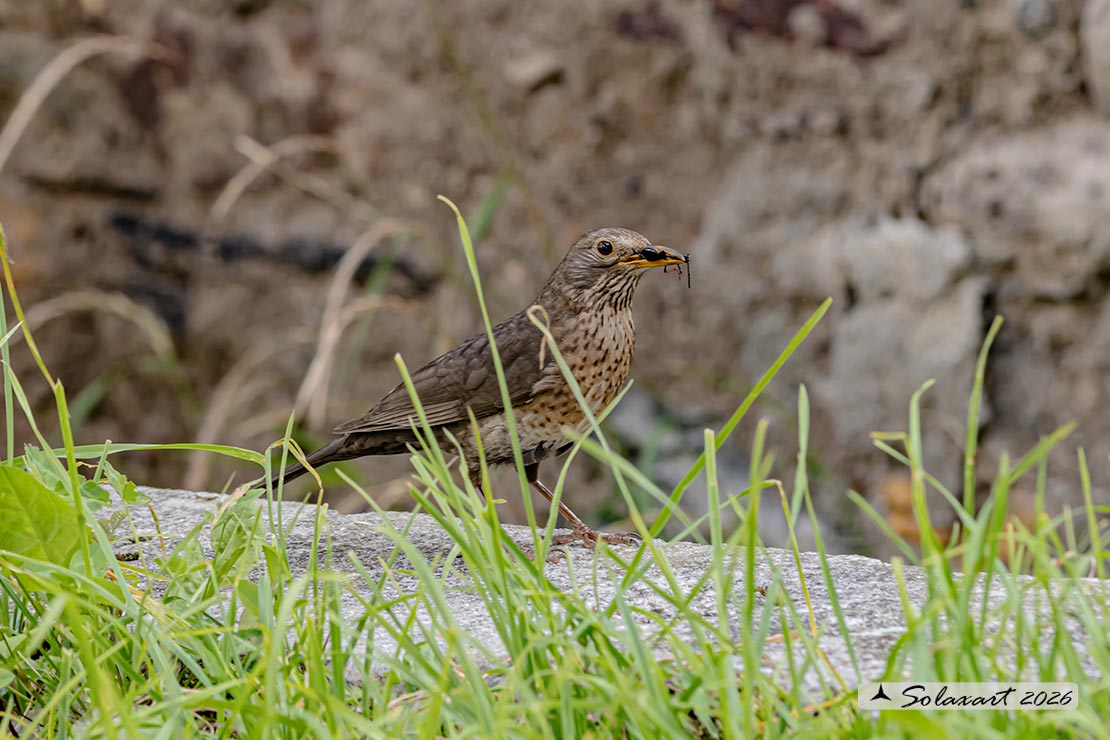 Turdus philomelos: Tordo bottacio; Song thrush