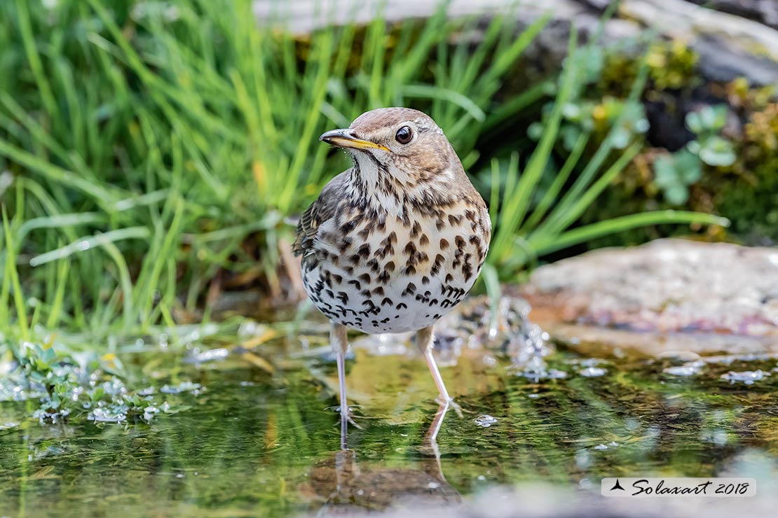 Turdus philomelos: Tordo bottacio; Song thrush