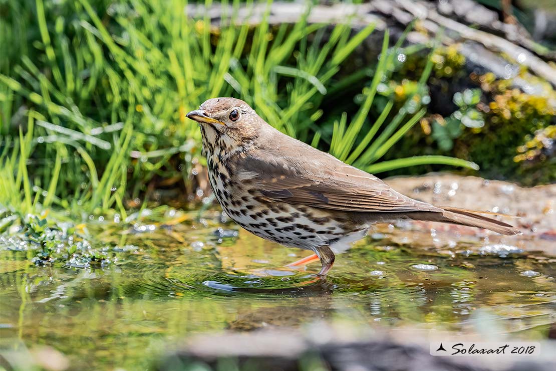 Turdus philomelos: Tordo bottacio; Song thrush