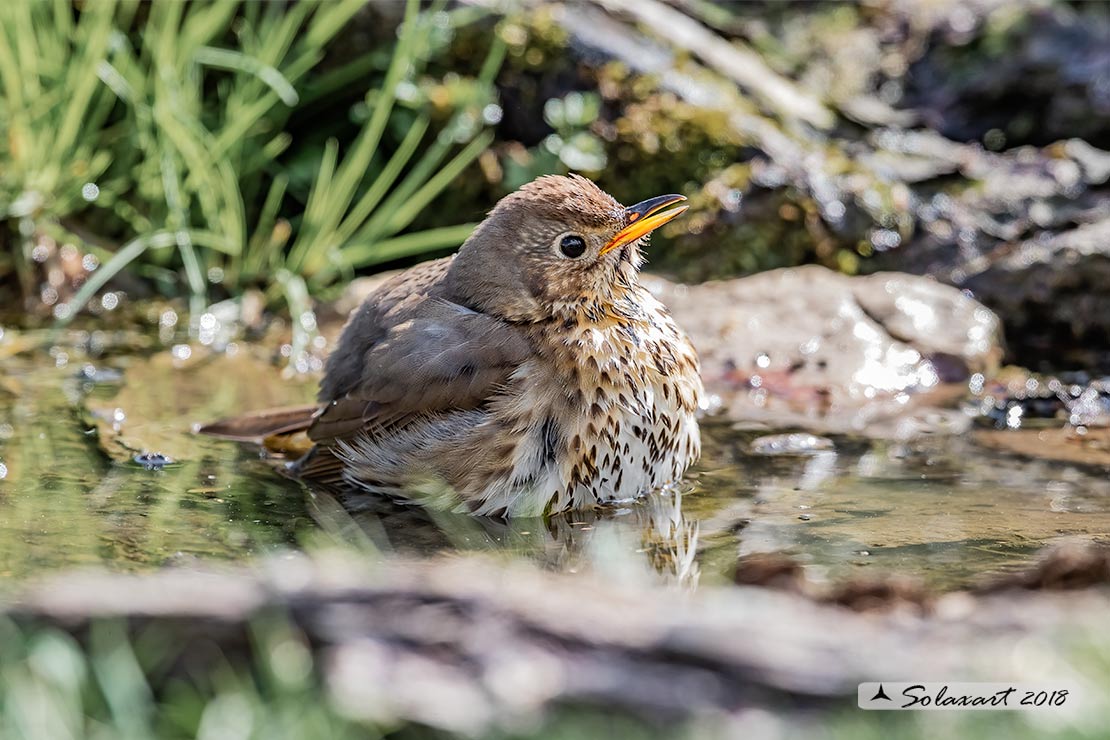 Turdus philomelos: Tordo bottacio; Song thrush