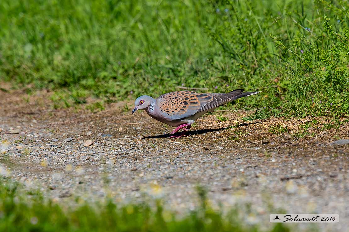Streptopelia turtur: Tortora comune; Turtle Dove