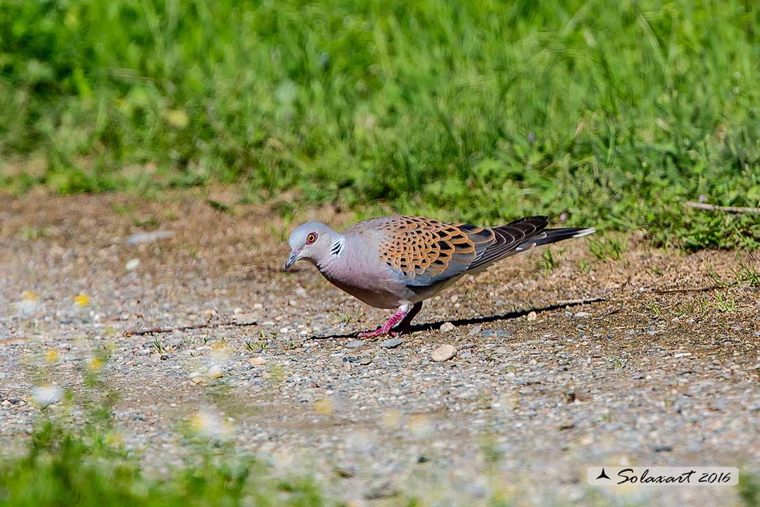Streptopelia turtur: Tortora comune; Turtle Dove