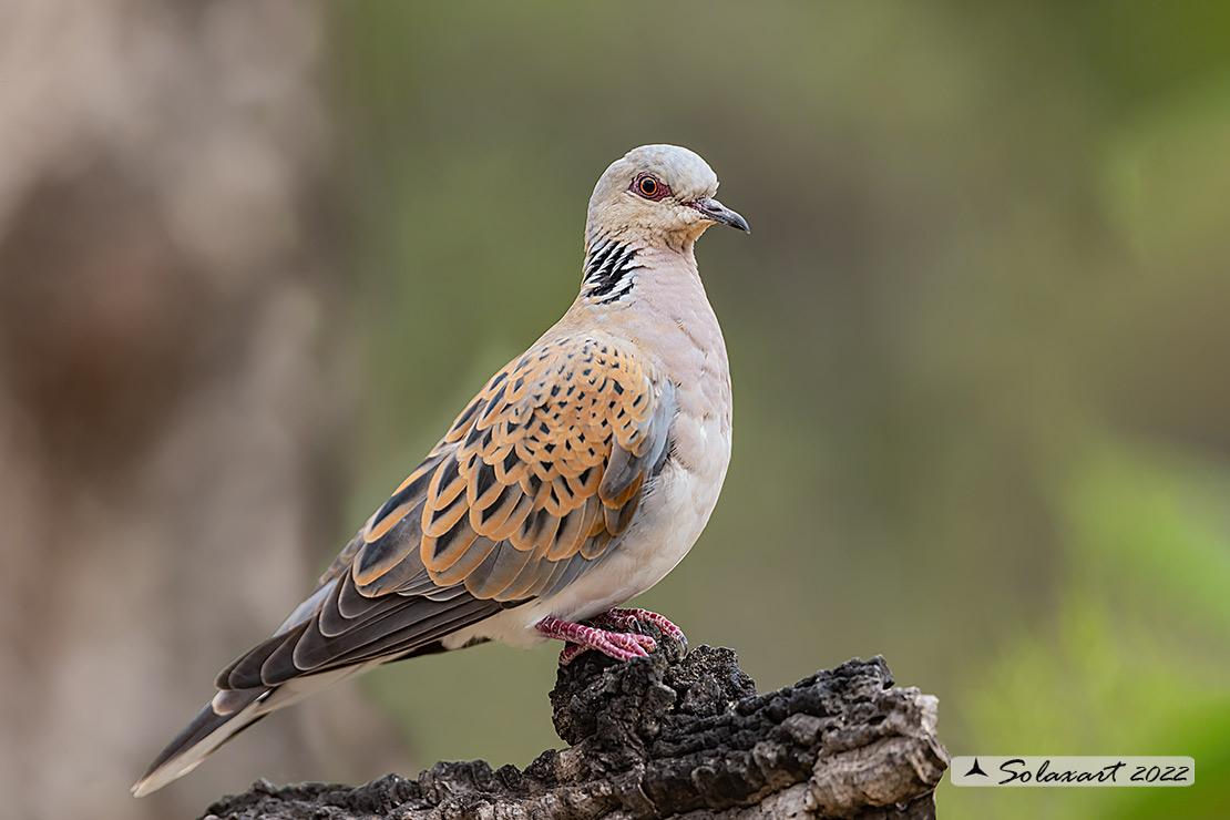 Streptopelia turtur: Tortora comune; Turtle Dove