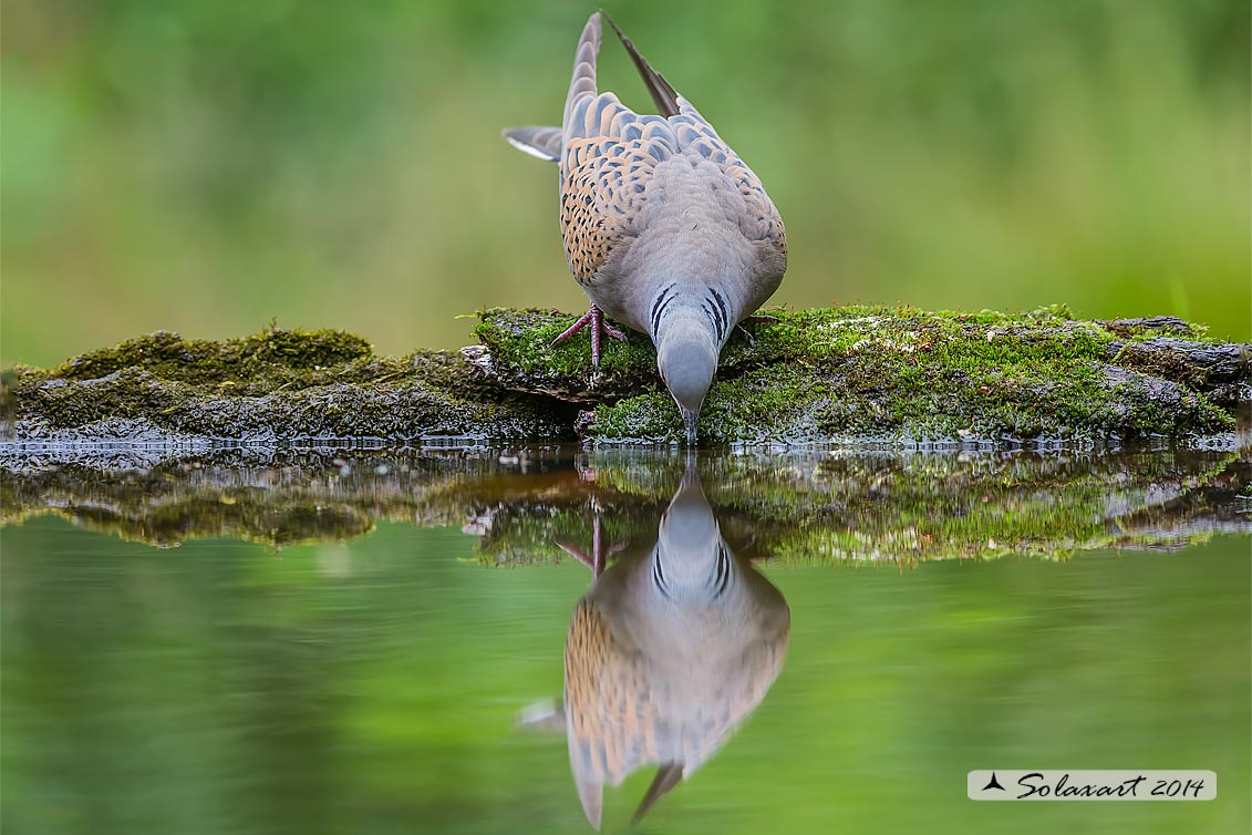 Streptopelia turtur: Tortora comune; Turtle Dove