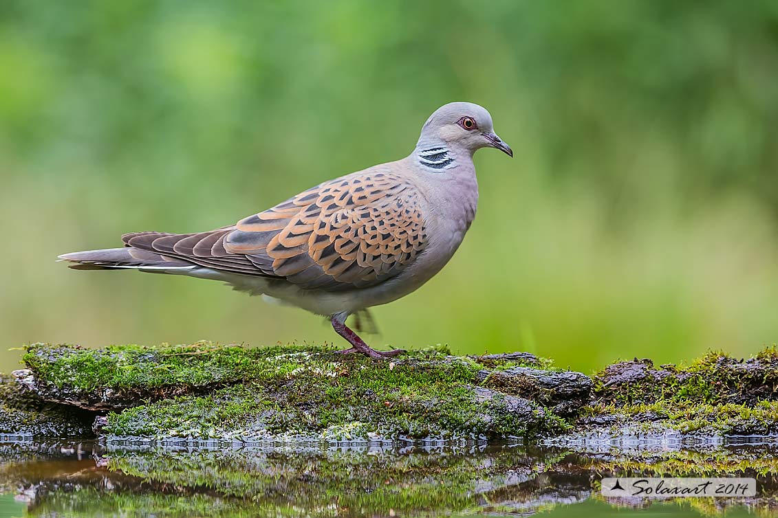 Streptopelia turtur: Tortora comune; Turtle Dove