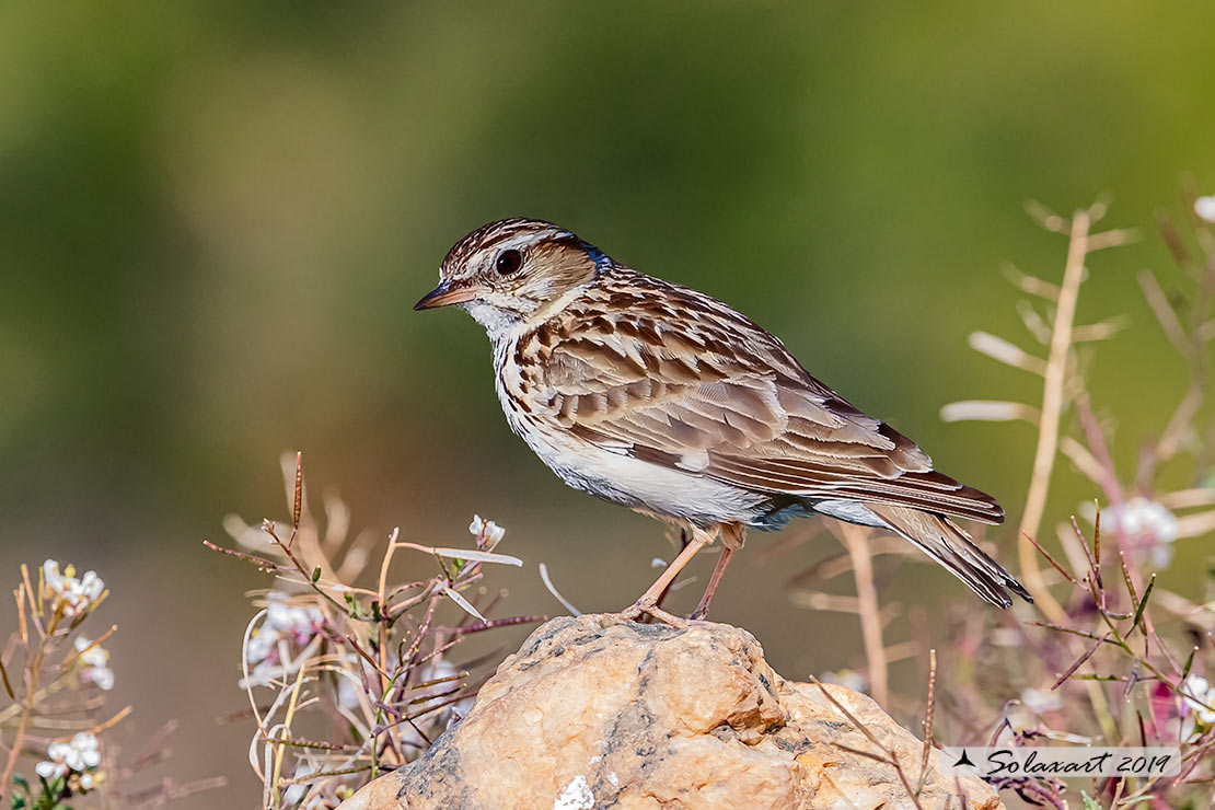 Lullula arborea - Tottavilla - Wood Lark