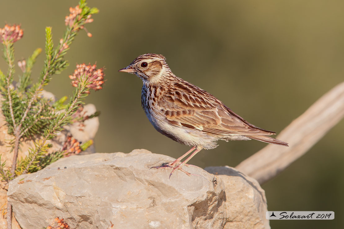 Lullula arborea - Tottavilla - Wood Lark