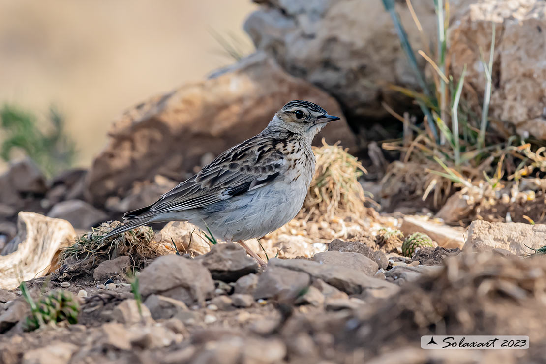 Lullula arborea - Tottavilla - Wood Lark