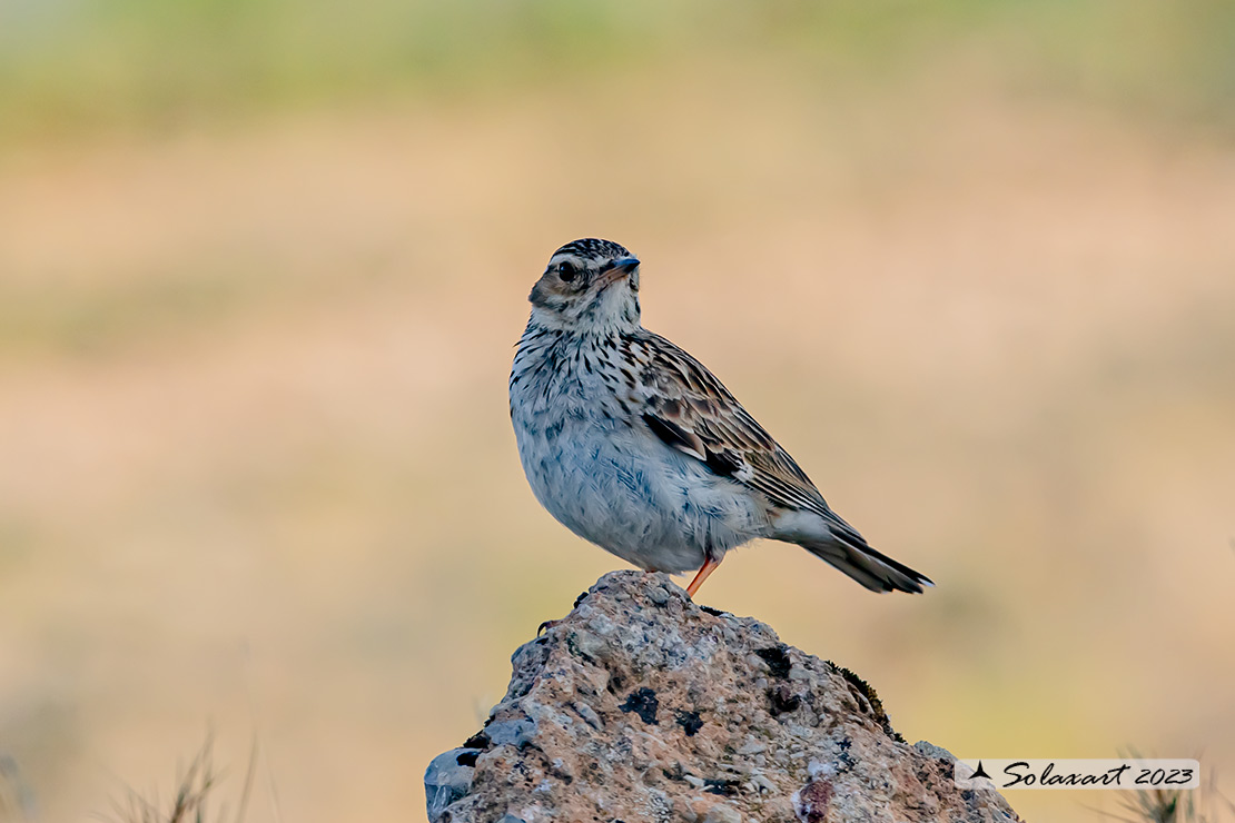 Lullula arborea - Tottavilla - Wood Lark