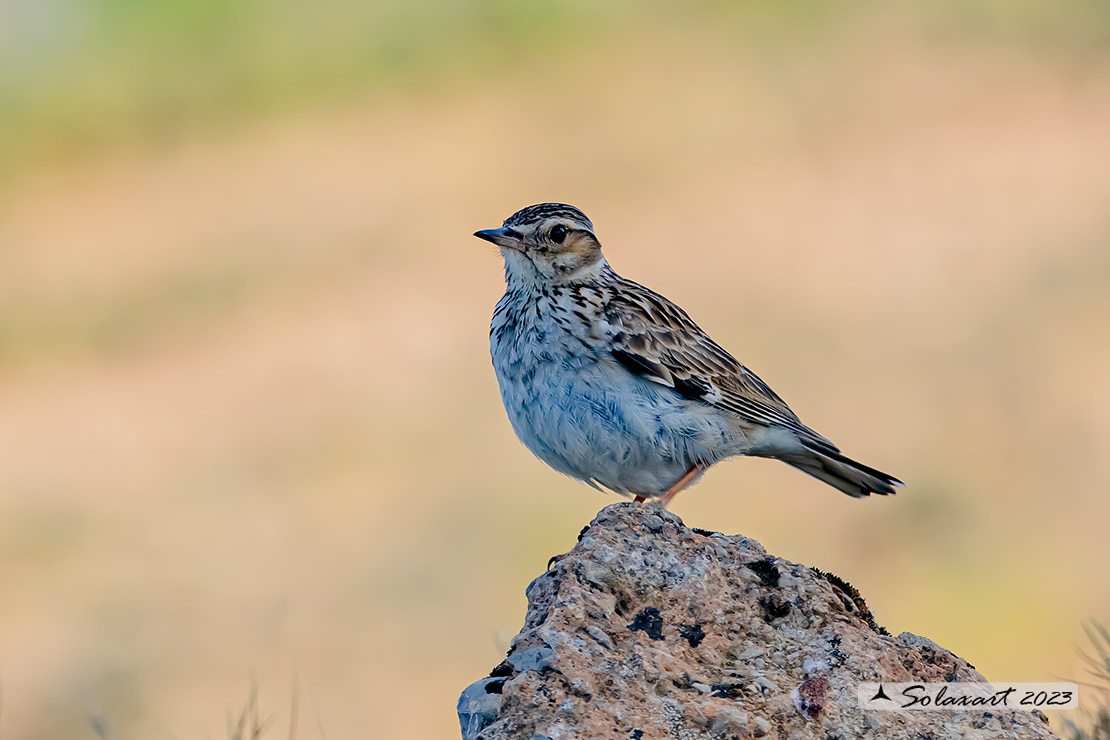 Lullula arborea - Tottavilla - Wood Lark
