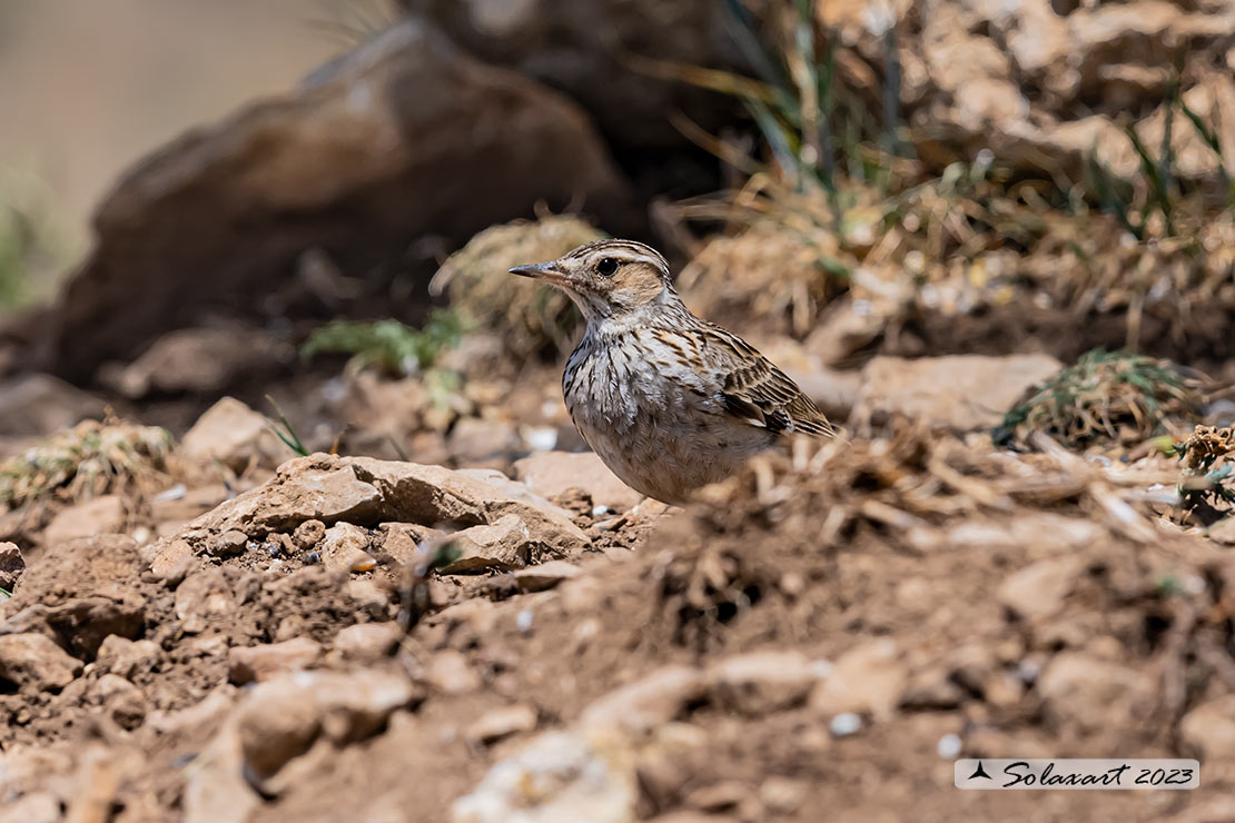 Lullula arborea - Tottavilla - Wood Lark