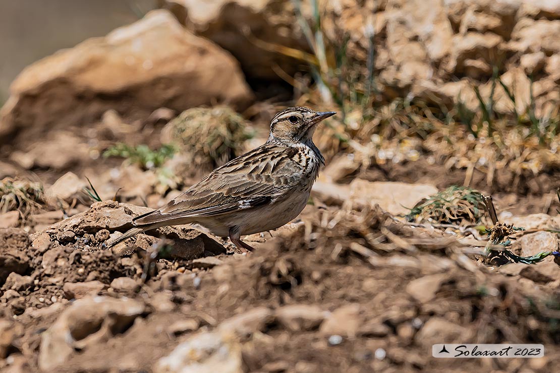 Lullula arborea - Tottavilla - Wood Lark